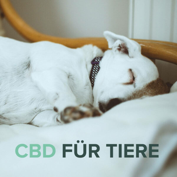 CBD für Tiere - Bild Hund schläft